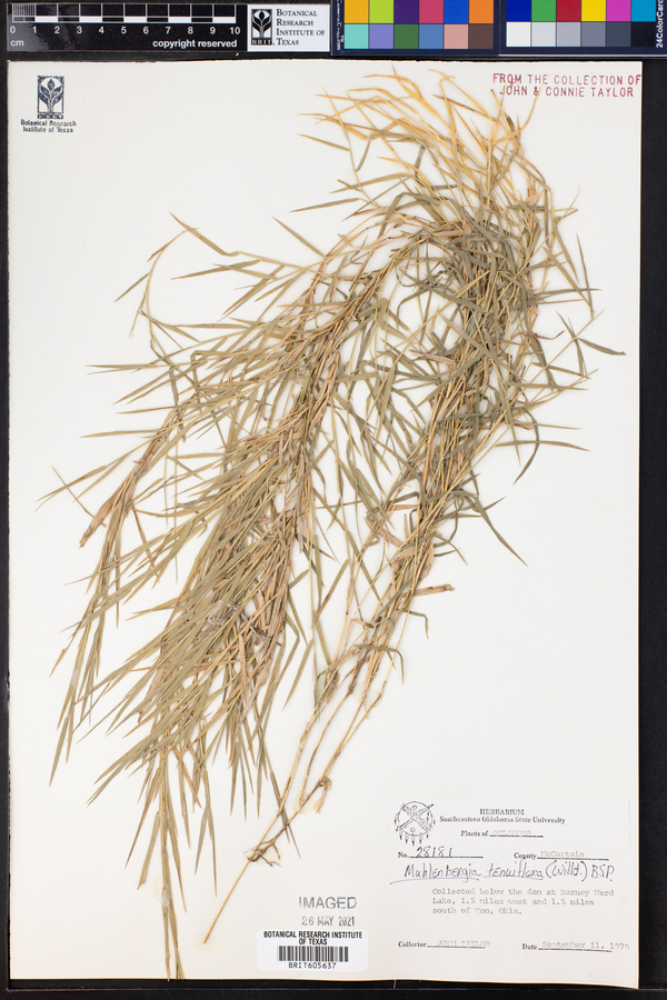 Muhlenbergia tenuiflora image