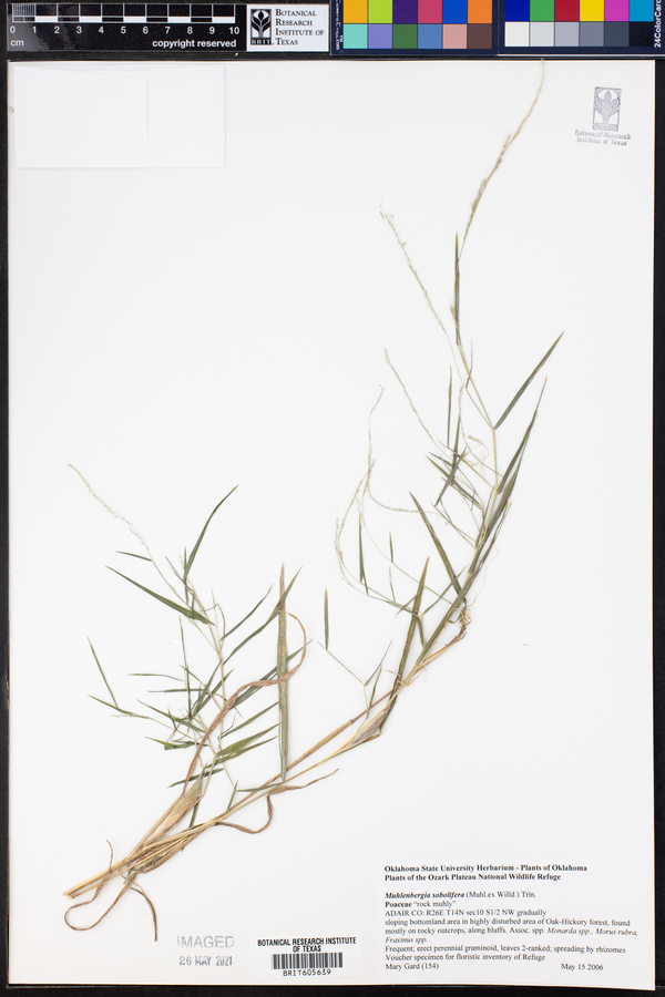 Muhlenbergia sobolifera image