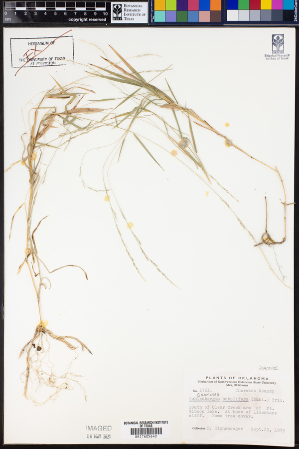 Muhlenbergia sobolifera image