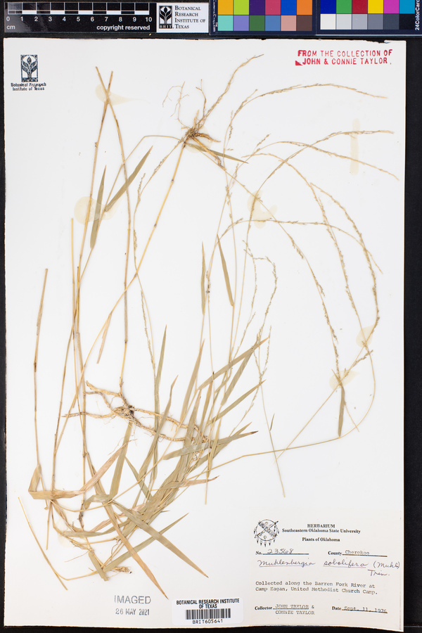 Muhlenbergia sobolifera image