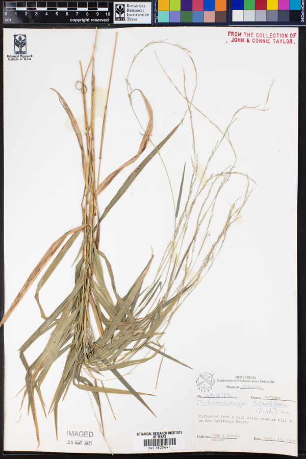 Muhlenbergia sobolifera image