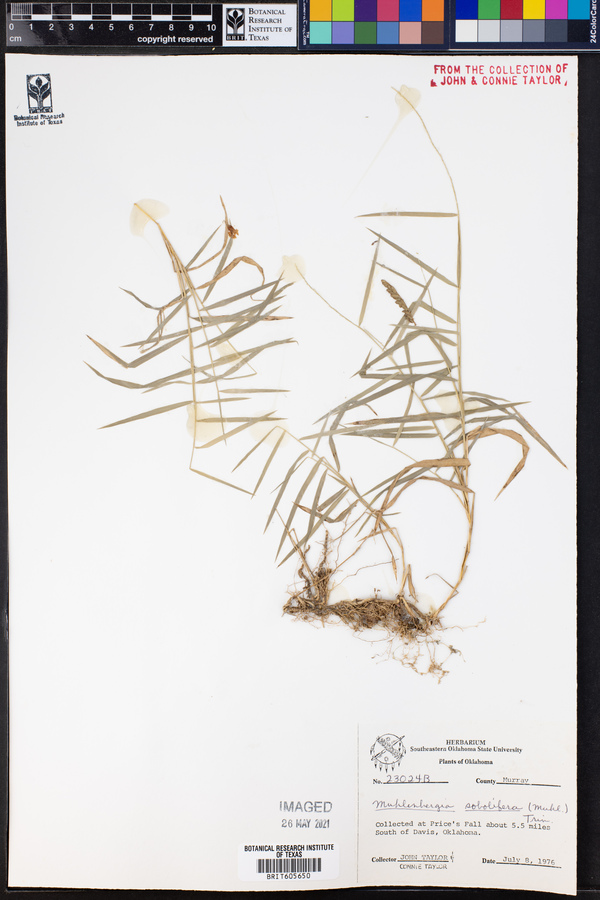 Muhlenbergia sobolifera image