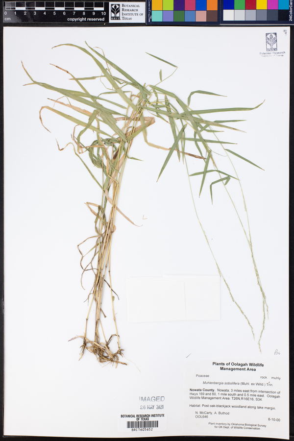 Muhlenbergia sobolifera image