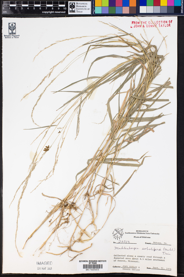 Muhlenbergia sobolifera image