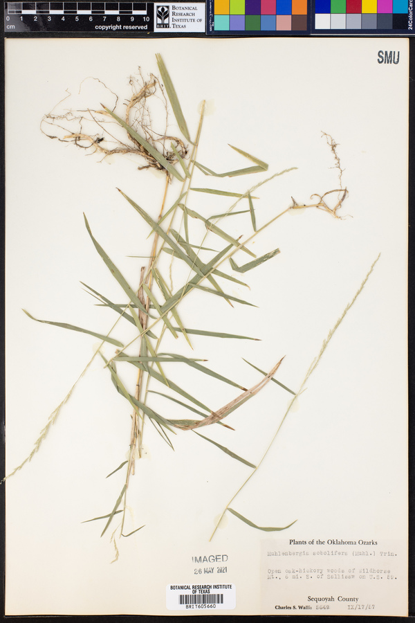 Muhlenbergia sobolifera image