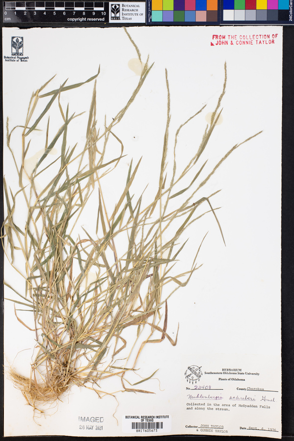 Muhlenbergia schreberi image