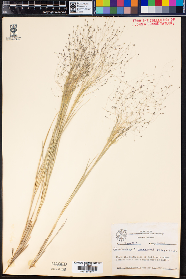 Muhlenbergia reverchoni image