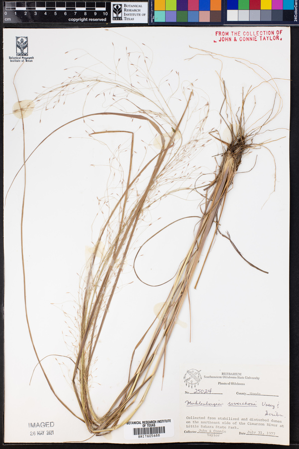 Muhlenbergia reverchoni image