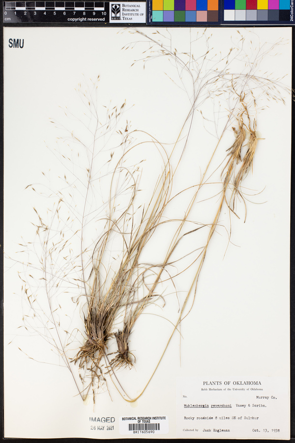 Muhlenbergia reverchoni image