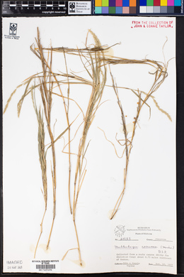 Muhlenbergia racemosa image