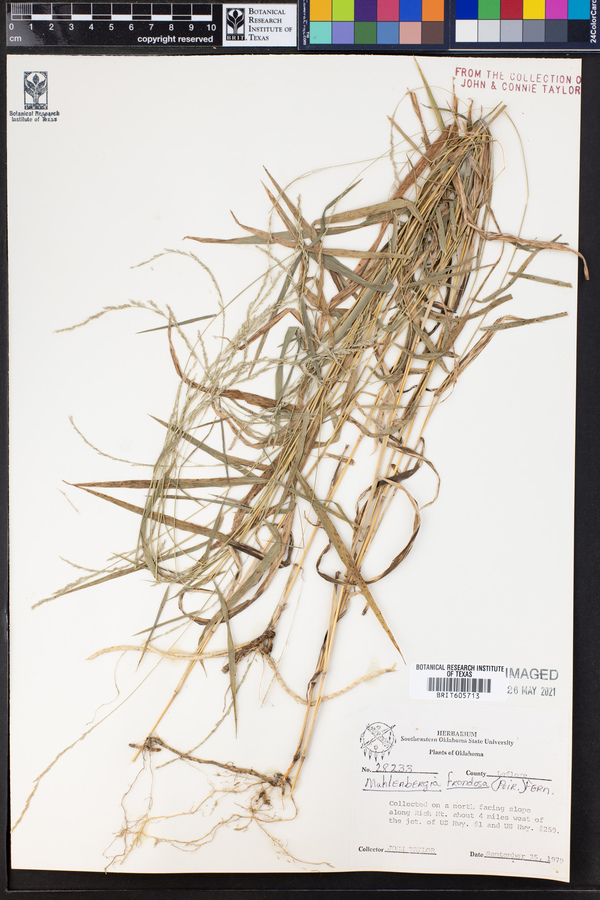 Muhlenbergia frondosa image