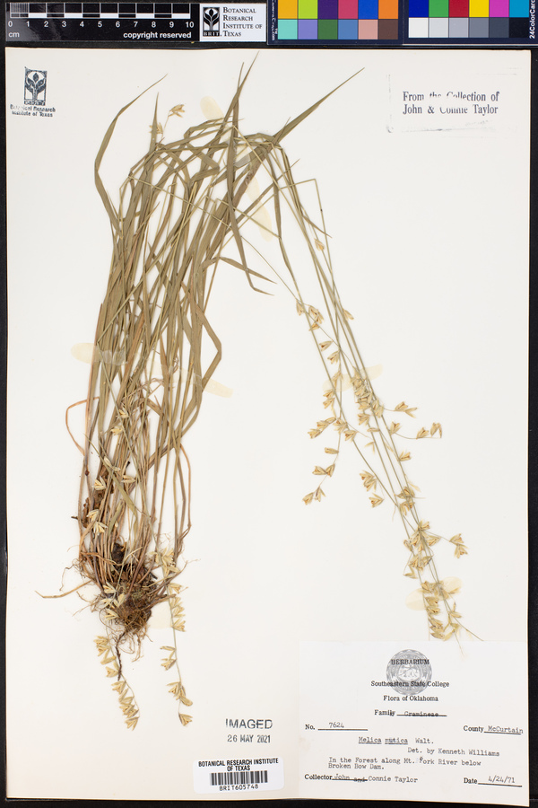 Melica mutica image