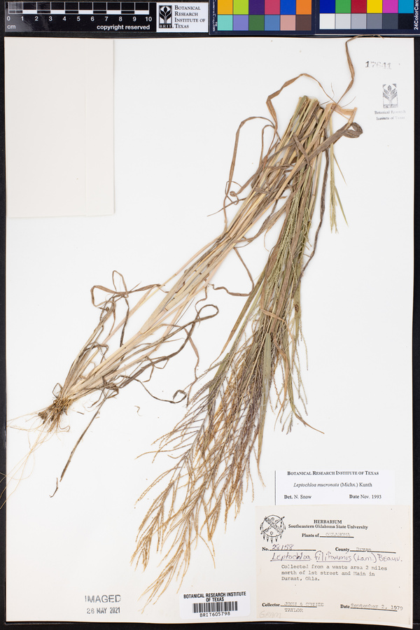 Leptochloa panicea ssp. mucronata image