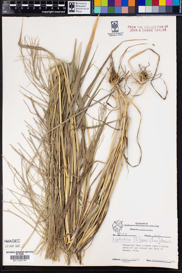 Leptochloa panicea ssp. mucronata image