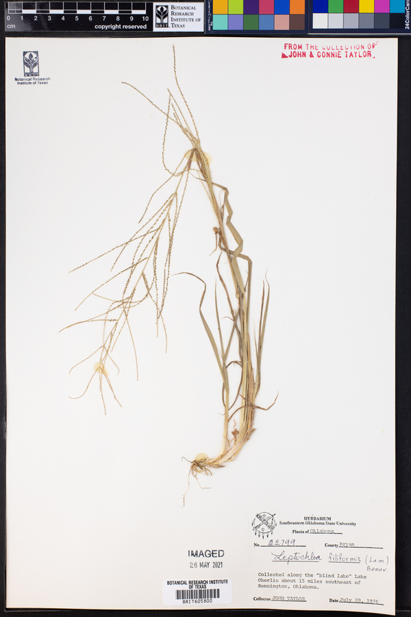 Leptochloa panicea ssp. mucronata image