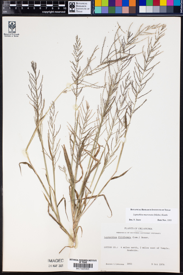 Leptochloa panicea ssp. mucronata image