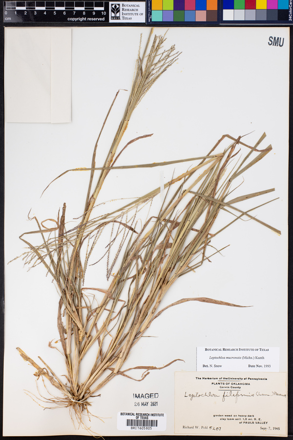 Leptochloa panicea ssp. mucronata image