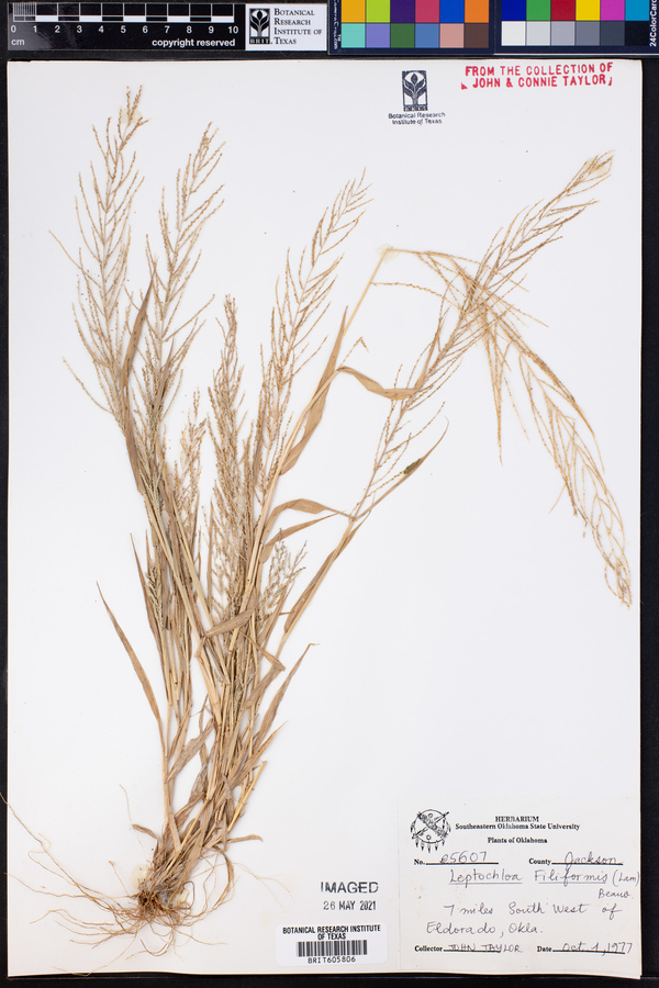 Leptochloa panicea ssp. mucronata image