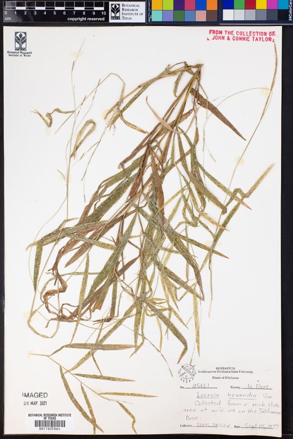 Leersia hexandra image