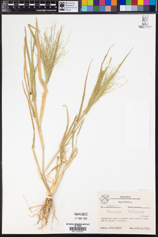 Panicum hillmanii image