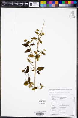 Lantana fucata image