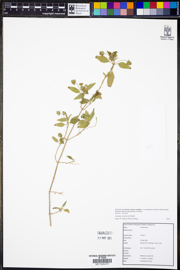 Lantana canescens image