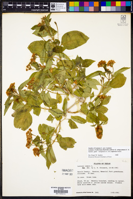 Lantana camara image