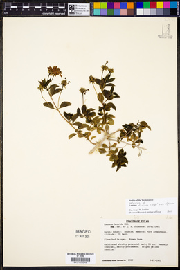 Lantana horrida image