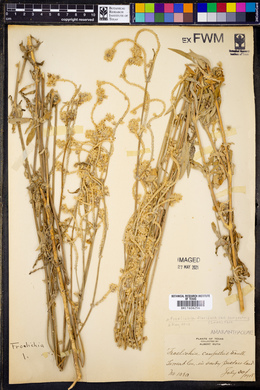 Froelichia campestris image