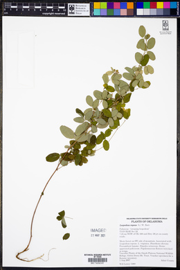 Lespedeza repens image
