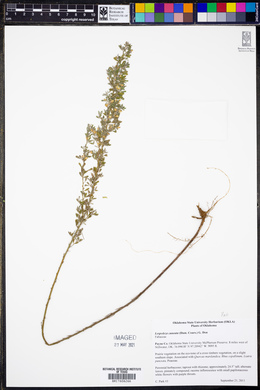 Lespedeza cuneata image