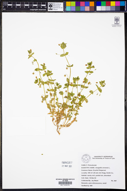Lysimachia arvensis image