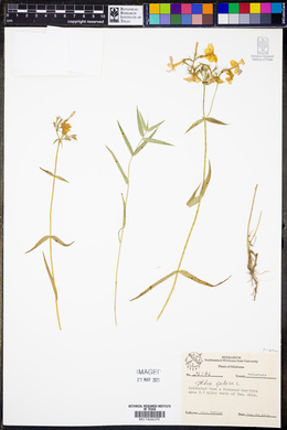 Image Associated With the Occurence