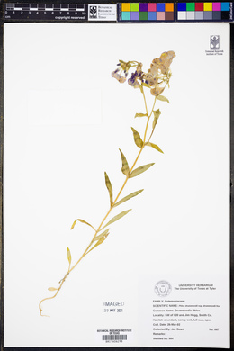 Phlox drummondii image
