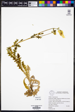 Argemone albiflora subsp. texana image
