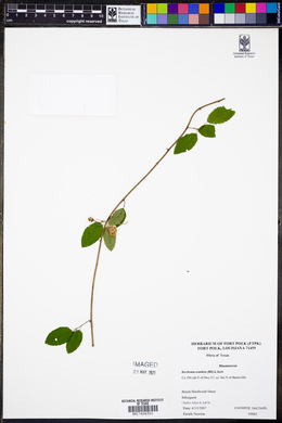 Berchemia scandens image