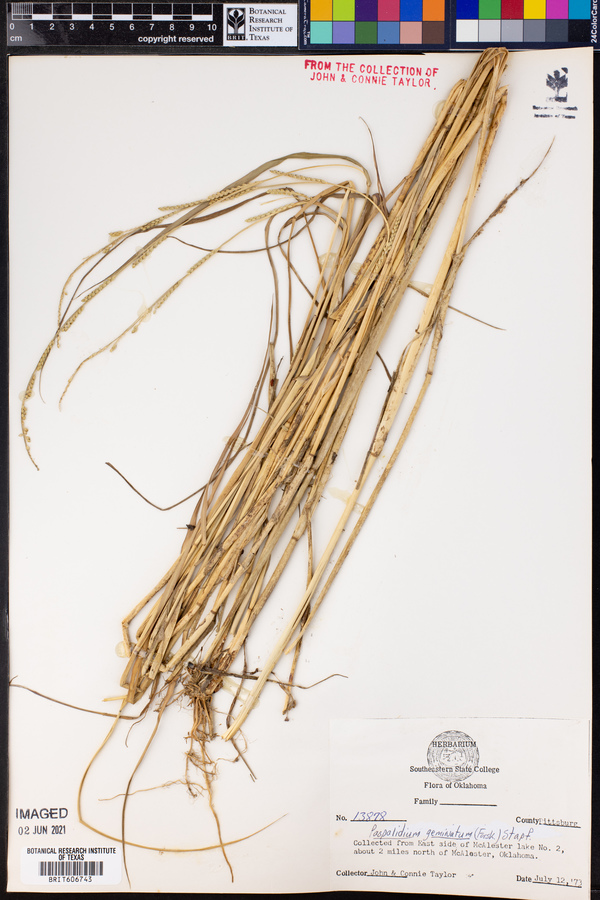 Paspalidium geminatum image