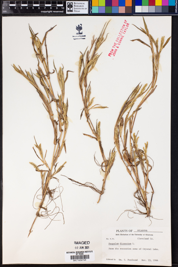 Paspalum dissectum image