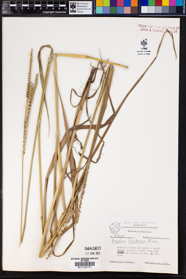 Paspalum floridanum image