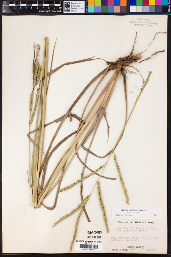 Paspalum floridanum image