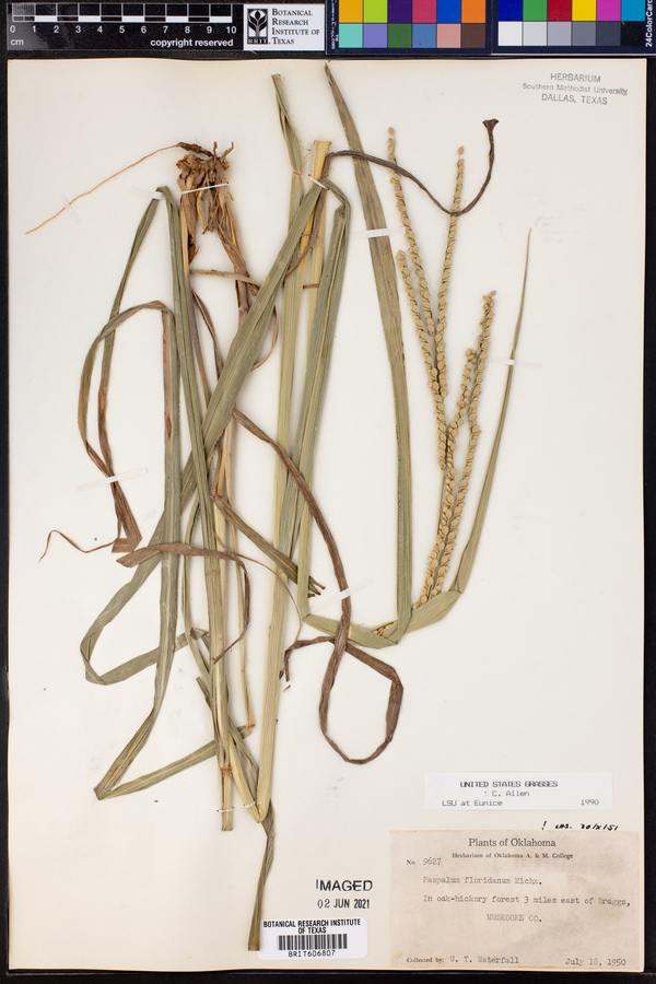 Paspalum floridanum image