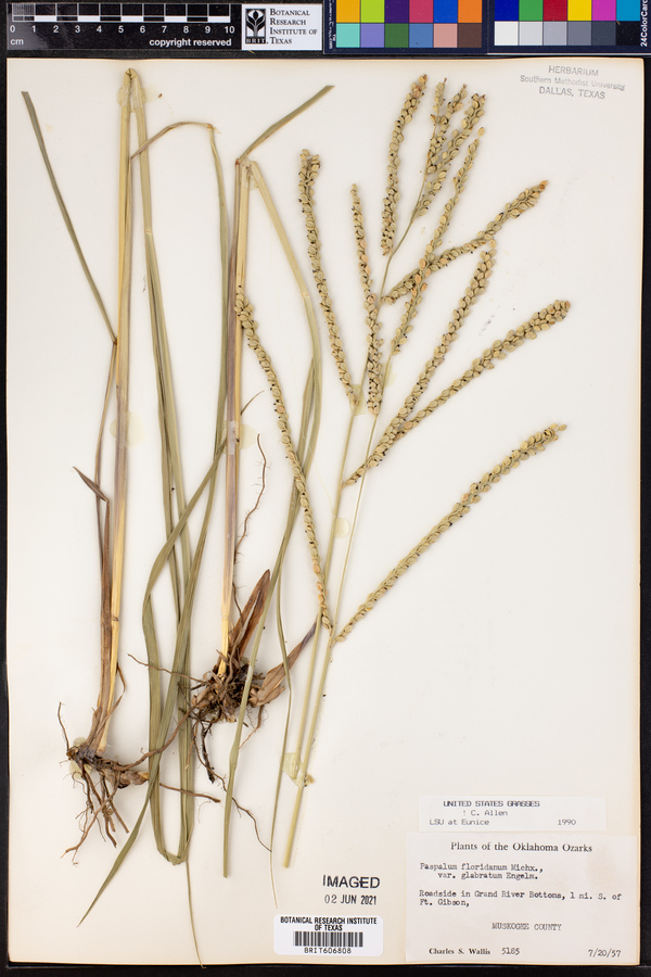 Paspalum floridanum var. glabratum image