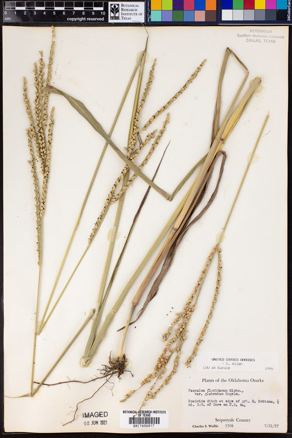 Paspalum floridanum image