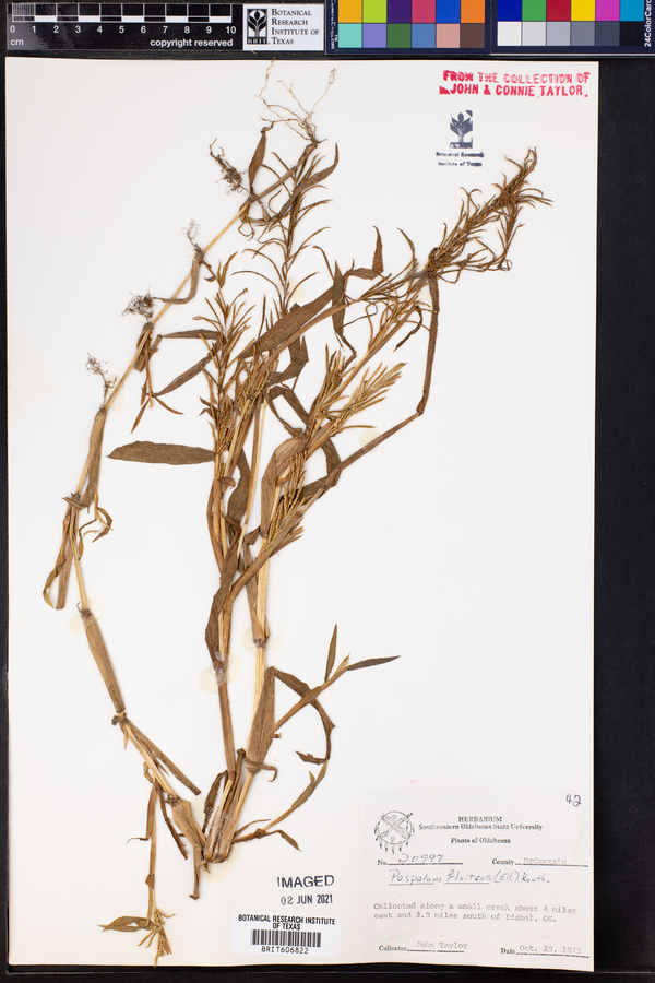 Paspalum fluitans image