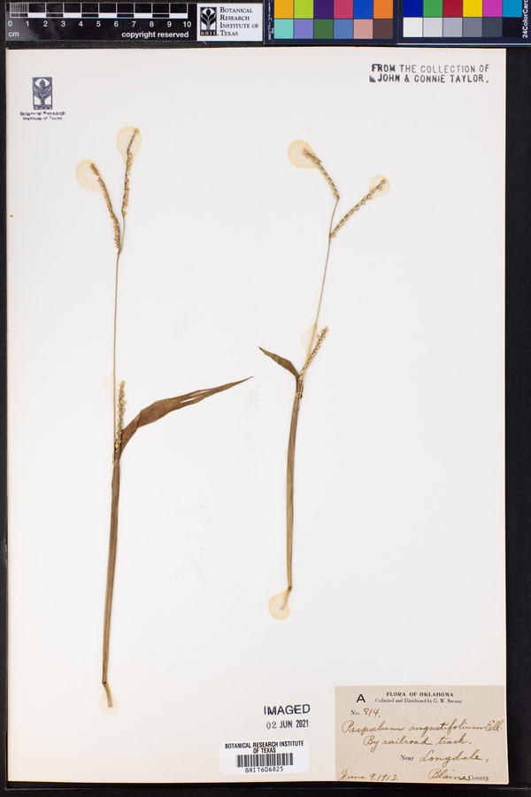 Paspalum angustifolium image