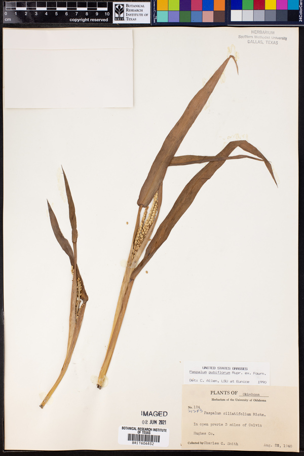 Paspalum pubiflorum image