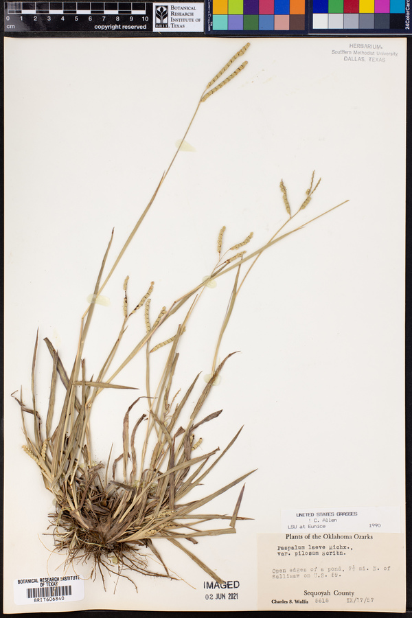 Paspalum laeve var. pilosum image