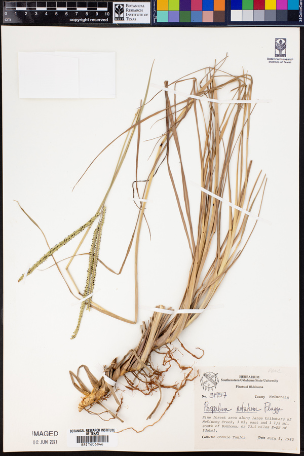 Paspalum notatum image