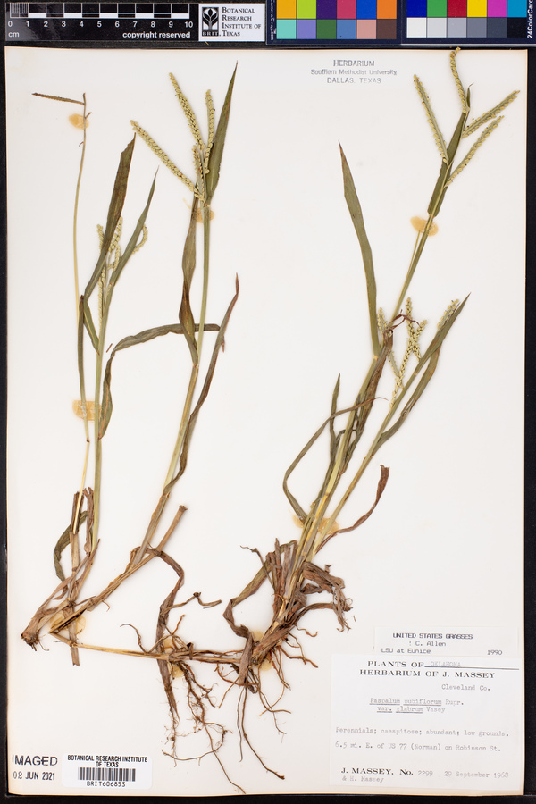 Paspalum pubiflorum image