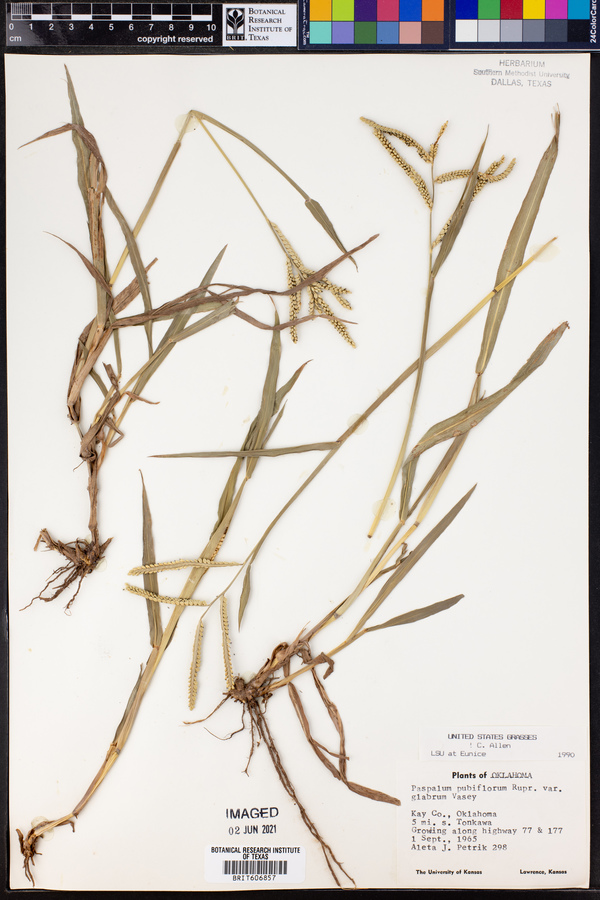 Paspalum pubiflorum image